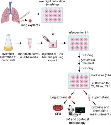 Ex vivo infection model for Francisella using human lung tissue